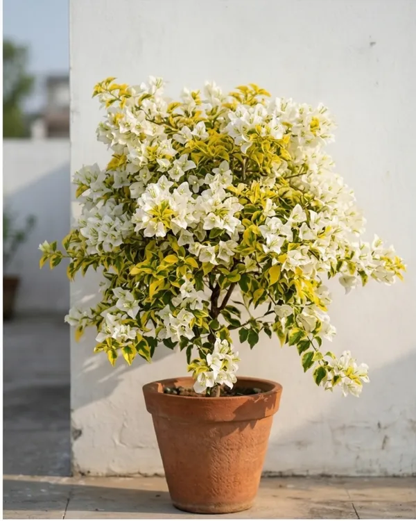 Flame_Golden_White_Bougainvillea_Plant_|_Grafted_Rare_Bi-Color_Flame_Variety_|_Yellow_White_Flowers_|_Heavy_Flowering_|_Healthy_Live_Plant_Guaranteed