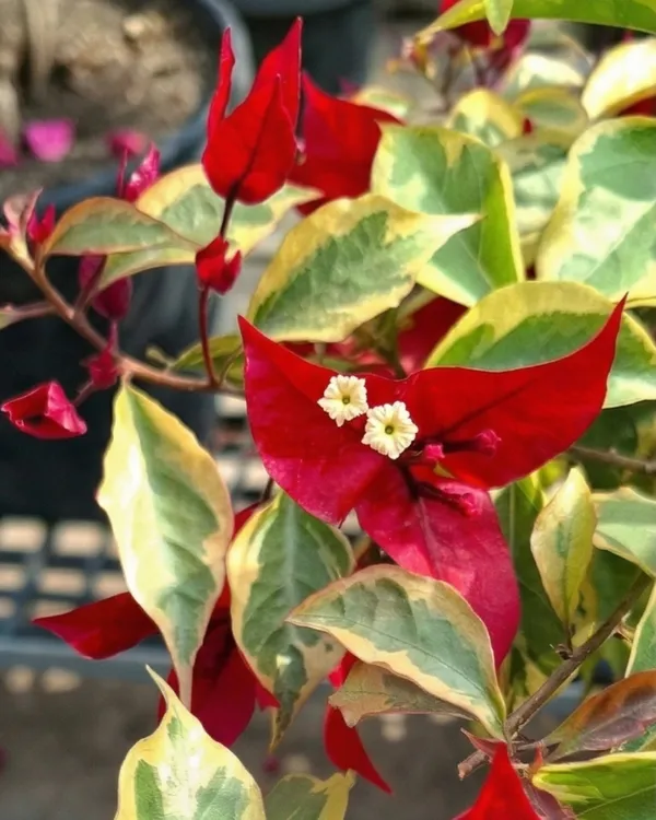 Flame_Variegated_Bougainvillea_Plant_|_Grafted_Rare_Variegated_Flame_Variety_|_Red_White_Variegated_Flowers_|_Heavy_Flowering_|_Healthy_Live_Plant_Guaranteed