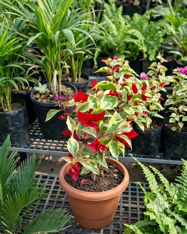 Flame_Variegated_Bougainvillea_Plant_|_Grafted_Rare_Variegated_Flame_Variety_|_Red_White_Variegated_Flowers_|_Heavy_Flowering_|_Healthy_Live_Plant_Guaranteed