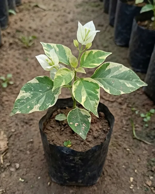 Flame_White_Variegated_Bougainvillea_Plant_|_Grafted_Rare_Variegated_Flame_Variety_|_White_Cream_Variegated_Flowers_|_Heavy_Flowering_|_Healthy_Live_Plant_Guaranteed