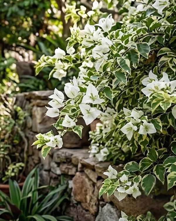 Flame_White_Variegated_Bougainvillea_Plant_|_Grafted_Rare_Variegated_Flame_Variety_|_White_Cream_Variegated_Flowers_|_Heavy_Flowering_|_Healthy_Live_Plant_Guaranteed