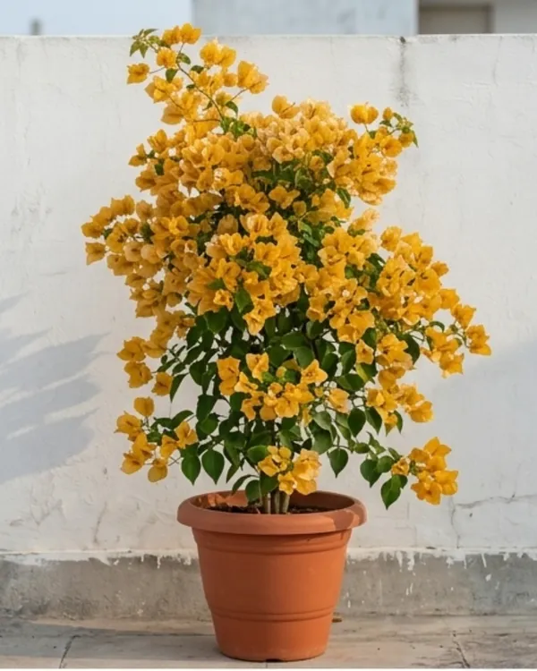 Flame_Yellow_Bougainvillea_Plant_|_Grafted_Exotic_Flame_Bloom_Variety_|_Bright_Yellow_Flowers_|_Heavy_Flowering_|_Healthy_Live_Plant_Guaranteed