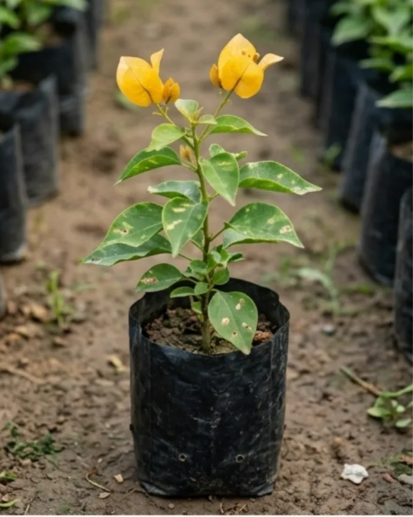 Flame_Yellow_Bougainvillea_Plant_|_Grafted_Exotic_Flame_Bloom_Variety_|_Bright_Yellow_Flowers_|_Heavy_Flowering_|_Healthy_Live_Plant_Guaranteed