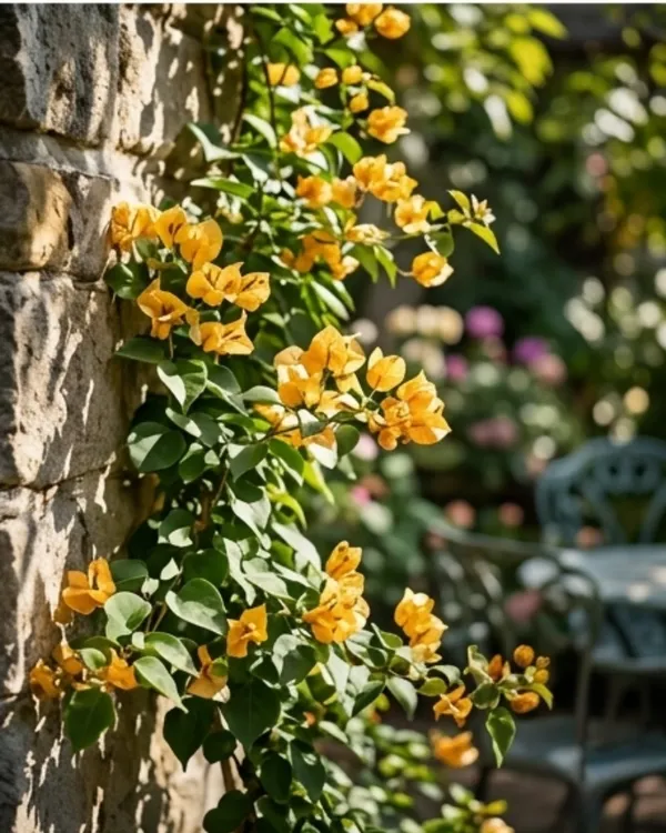 Flame_Yellow_Bougainvillea_Plant_|_Grafted_Exotic_Flame_Bloom_Variety_|_Bright_Yellow_Flowers_|_Heavy_Flowering_|_Healthy_Live_Plant_Guaranteed