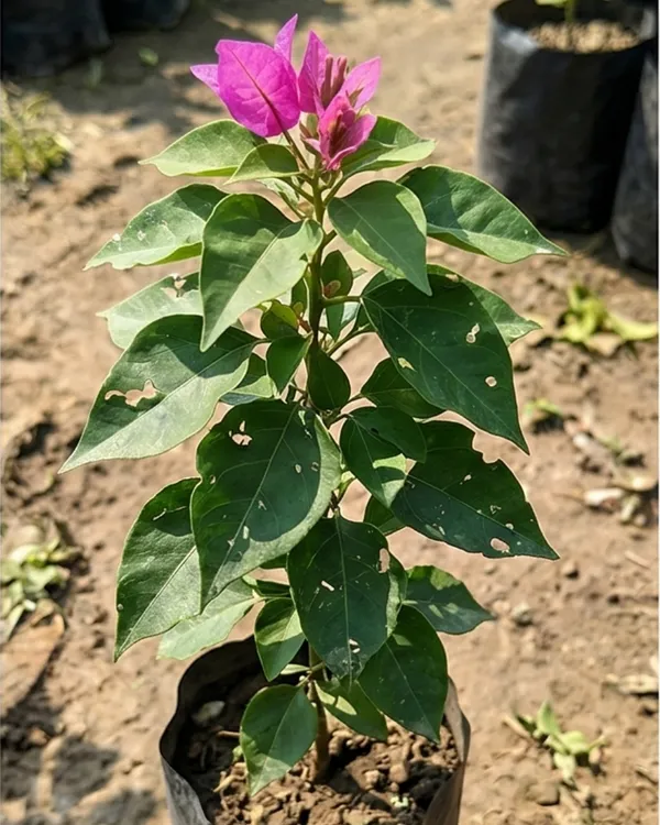 Formosa_Lady_Mama_Bougainvillea_Plant_|_Grafted_Exotic_Premium_Bloom_Variety_|_Bright_Pink_Flowers_|_Heavy_Flowering_|_Healthy_Live_Plant_Guaranteed