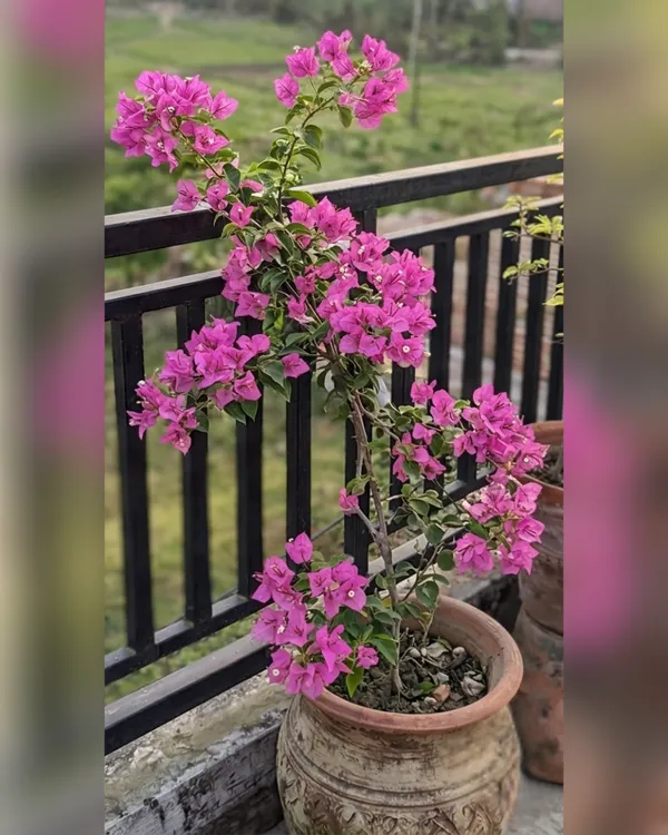 Formosa_Lady_Mama_Bougainvillea_Plant_|_Grafted_Exotic_Premium_Bloom_Variety_|_Bright_Pink_Flowers_|_Heavy_Flowering_|_Healthy_Live_Plant_Guaranteed
