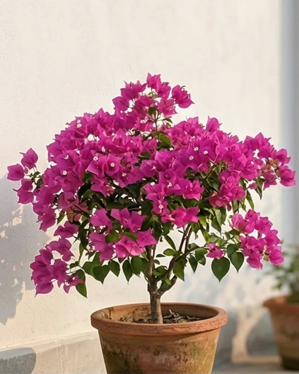 Formosa_Lady_Mama_Bougainvillea_Plant_|_Grafted_Exotic_Premium_Bloom_Variety_|_Bright_Pink_Flowers_|_Heavy_Flowering_|_Healthy_Live_Plant_Guaranteed