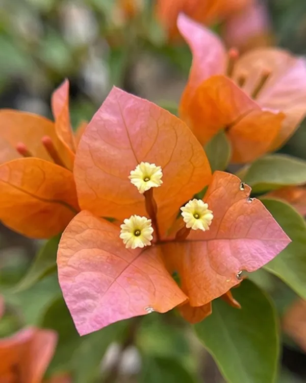 Foxtail_Orange_Bougainvillea_Plant_|_Grafted_Unique_Foxtail_Bloom_Variety_|_Bright_Orange_Flowers_|_Heavy_Flowering_|_Healthy_Live_Plant_Guaranteed