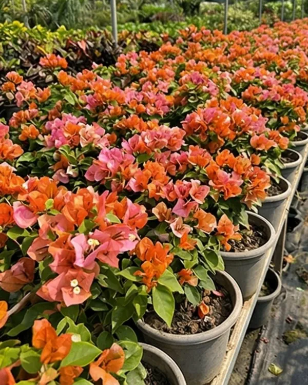 Foxtail_Orange_Bougainvillea_Plant_|_Grafted_Unique_Foxtail_Bloom_Variety_|_Bright_Orange_Flowers_|_Heavy_Flowering_|_Healthy_Live_Plant_Guaranteed