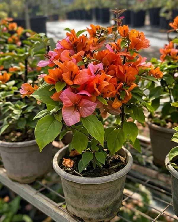 Foxtail_Orange_Bougainvillea_Plant_|_Grafted_Unique_Foxtail_Bloom_Variety_|_Bright_Orange_Flowers_|_Heavy_Flowering_|_Healthy_Live_Plant_Guaranteed