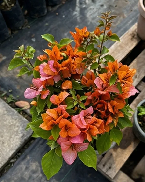 Foxtail_Orange_Bougainvillea_Plant_|_Grafted_Unique_Foxtail_Bloom_Variety_|_Bright_Orange_Flowers_|_Heavy_Flowering_|_Healthy_Live_Plant_Guaranteed