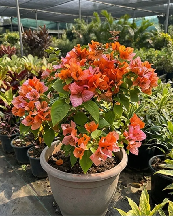 Foxtail_Orange_Bougainvillea_Plant_|_Grafted_Unique_Foxtail_Bloom_Variety_|_Bright_Orange_Flowers_|_Heavy_Flowering_|_Healthy_Live_Plant_Guaranteed