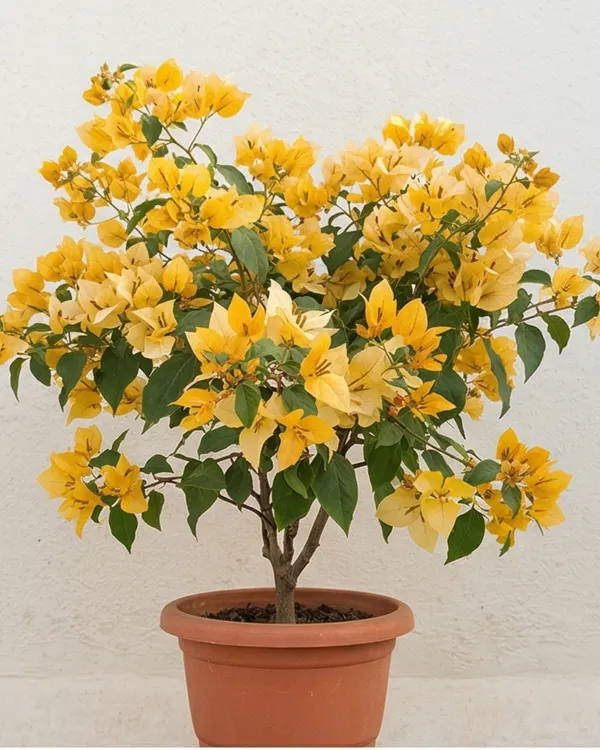 Foxtail_Yellow_Bougainvillea_Plant_|_Grafted_Unique_Foxtail_Bloom_Variety_|_Bright_Yellow_Flowers_|_Heavy_Flowering_|_Healthy_Live_Plant_Guaranteed