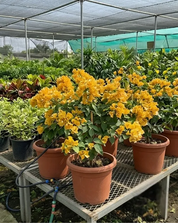 Foxtail_Yellow_Bougainvillea_Plant_|_Grafted_Unique_Foxtail_Bloom_Variety_|_Bright_Yellow_Flowers_|_Heavy_Flowering_|_Healthy_Live_Plant_Guaranteed