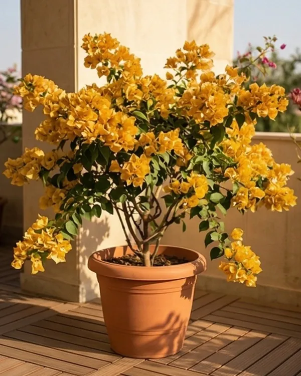 Foxtail_Yellow_Bougainvillea_Plant_|_Grafted_Unique_Foxtail_Bloom_Variety_|_Bright_Yellow_Flowers_|_Heavy_Flowering_|_Healthy_Live_Plant_Guaranteed