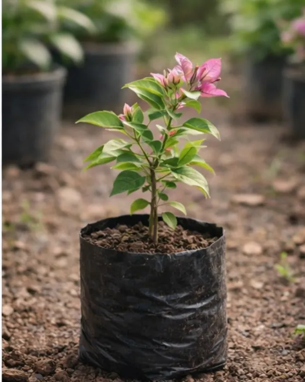 Geisha_Bougainvillea_Plant_|_Grafted_Rare_Soft_Pastel_Bloom_Variety_|_Peach_Pink_Flowers_|_Heavy_Flowering_|_Healthy_Live_Plant_Guaranteed