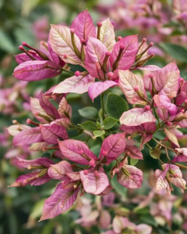 Geisha_Bougainvillea_Plant_|_Grafted_Rare_Soft_Pastel_Bloom_Variety_|_Peach_Pink_Flowers_|_Heavy_Flowering_|_Healthy_Live_Plant_Guaranteed