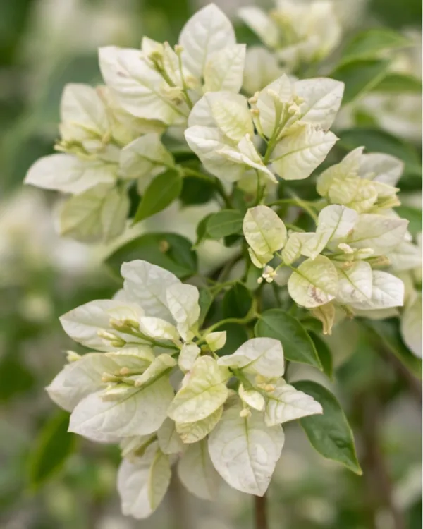 Geisha_White_Bougainvillea_Plant_|_Grafted_Rare_Elegant_Bloom_Variety_|_Pure_White_Flowers_|_Heavy_Flowering_|_Healthy_Live_Plant_Guaranteed