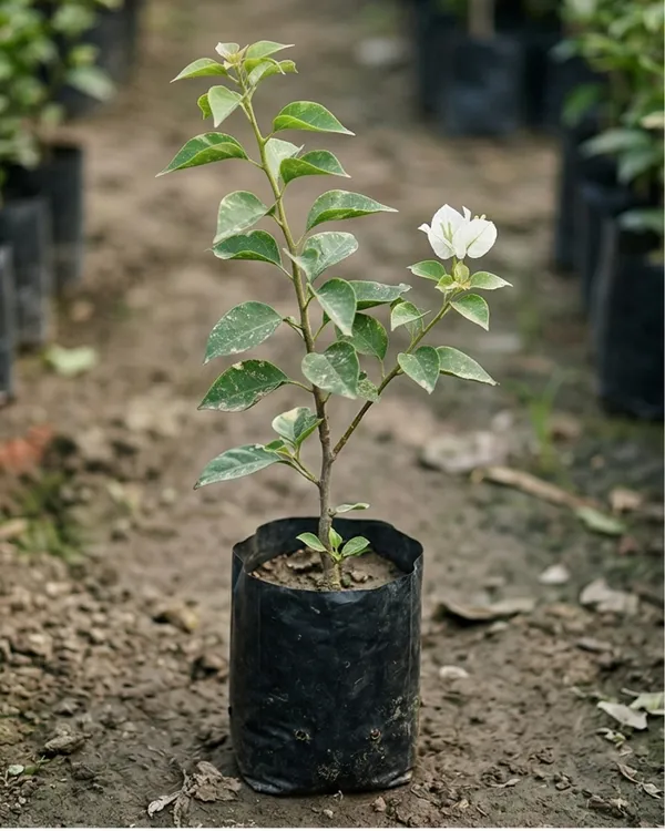 Geisha_White_Bougainvillea_Plant_|_Grafted_Rare_Elegant_Bloom_Variety_|_Pure_White_Flowers_|_Heavy_Flowering_|_Healthy_Live_Plant_Guaranteed
