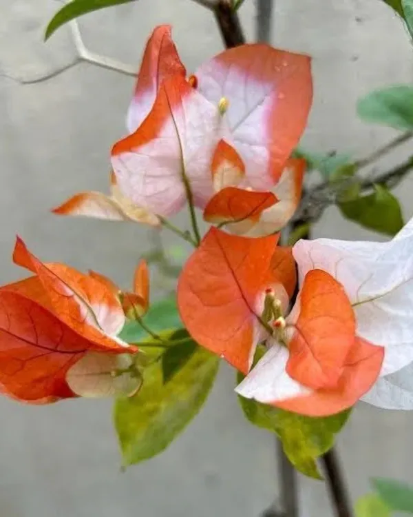 Royal_Maharani_Bougainvillea_Plant_|_Grafted_Ornamental_Variety_|_Deep_Magenta_Blooms_|_Heavy_Flowering_|_Healthy_Live_Plant_Guaranteed.
