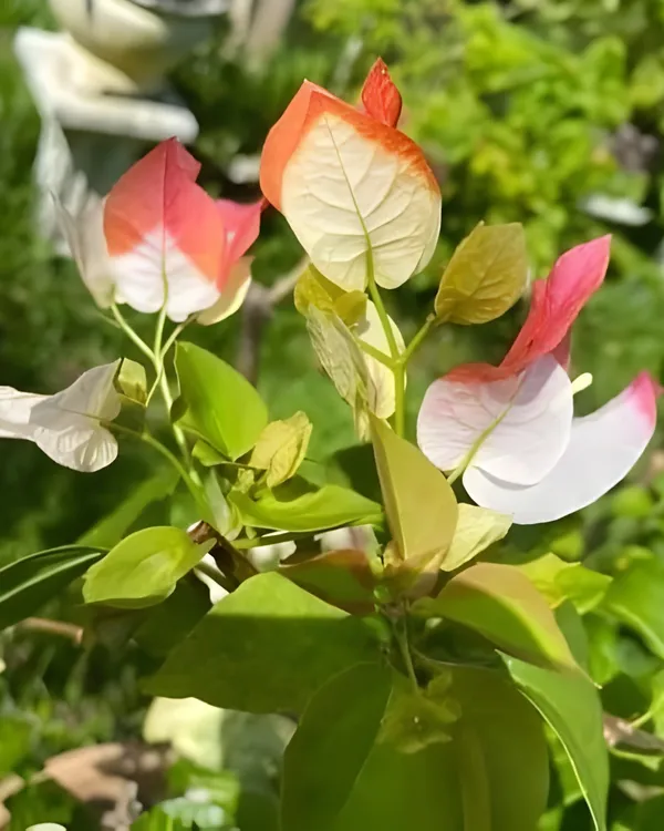 Royal_Maharani_Bougainvillea_Plant_|_Grafted_Ornamental_Variety_|_Deep_Magenta_Blooms_|_Heavy_Flowering_|_Healthy_Live_Plant_Guaranteed.