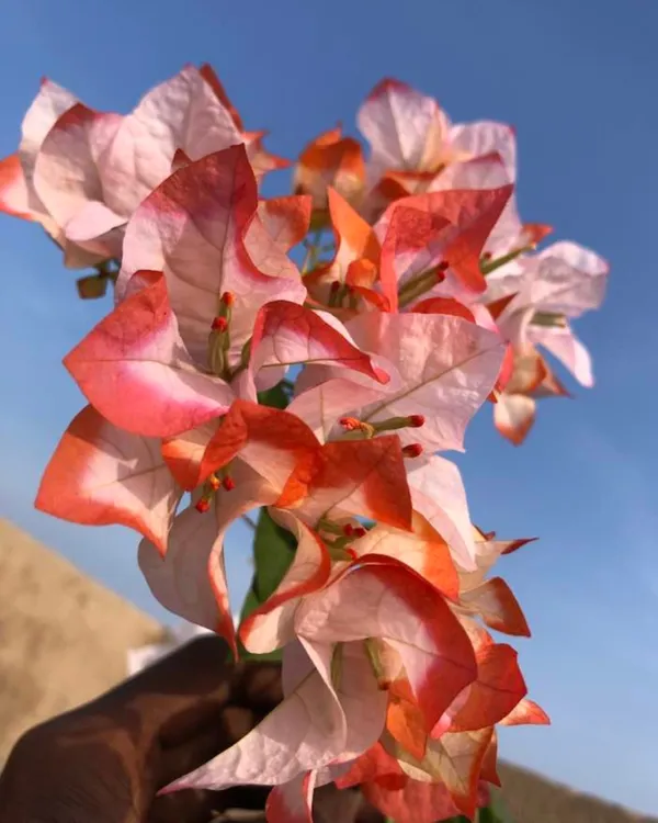 Royal_Maharani_Bougainvillea_Plant_|_Grafted_Ornamental_Variety_|_Deep_Magenta_Blooms_|_Heavy_Flowering_|_Healthy_Live_Plant_Guaranteed.