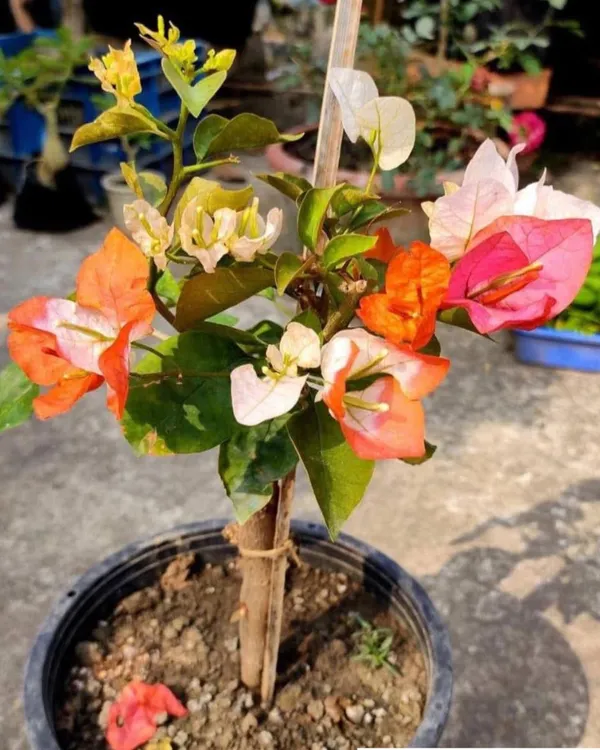 Royal_Maharani_Bougainvillea_Plant_|_Grafted_Ornamental_Variety_|_Deep_Magenta_Blooms_|_Heavy_Flowering_|_Healthy_Live_Plant_Guaranteed.