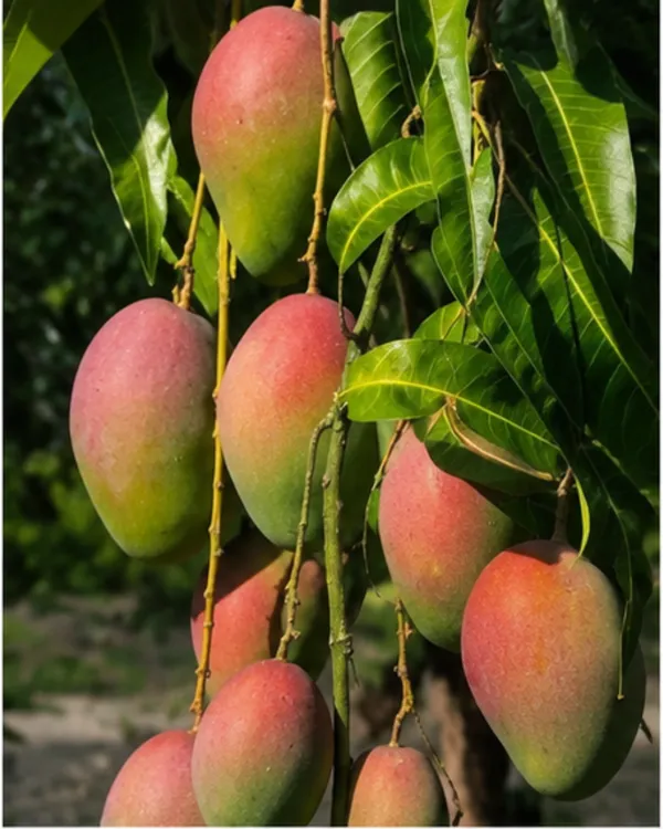 Golapkhas_Mango_Plant_|_Grafted_Gulab_Khas_Aam_Plant_|_Sweet_Aromatic_Mango_Variety_|_Healthy_Live_Plant_Guaranteed