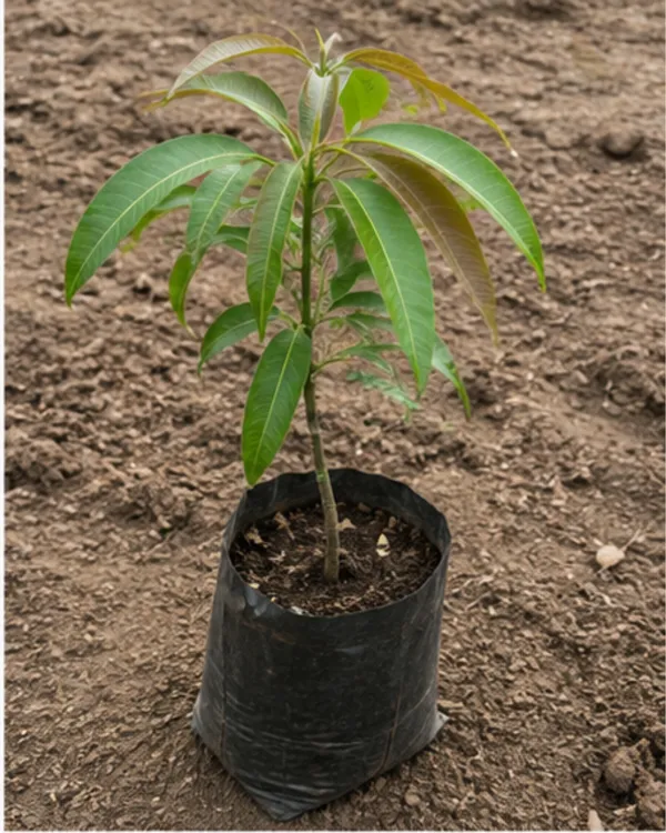 Golapkhas_Mango_Plant_|_Grafted_Gulab_Khas_Aam_Plant_|_Sweet_Aromatic_Mango_Variety_|_Healthy_Live_Plant_Guaranteed