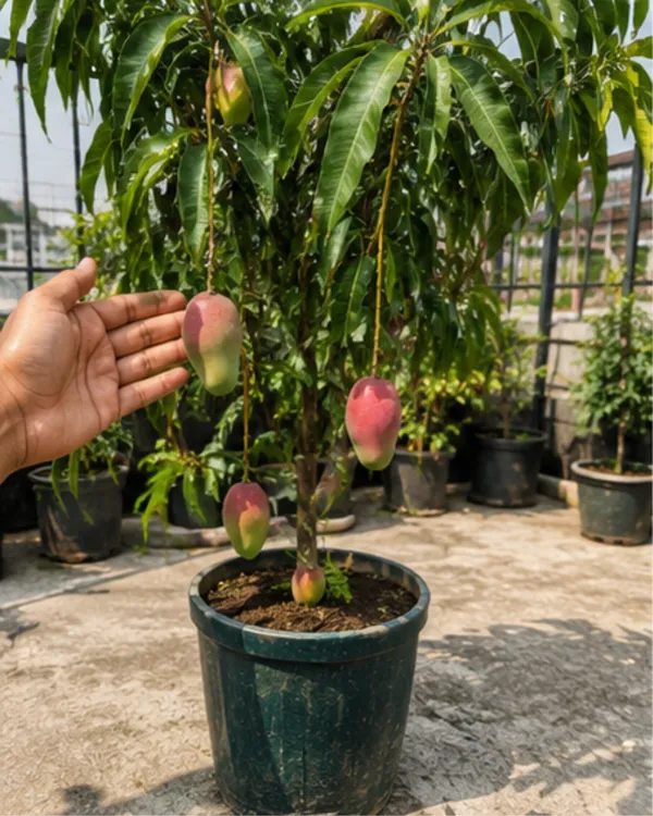 Golapkhas_Mango_Plant_|_Grafted_Gulab_Khas_Aam_Plant_|_Sweet_Aromatic_Mango_Variety_|_Healthy_Live_Plant_Guaranteed