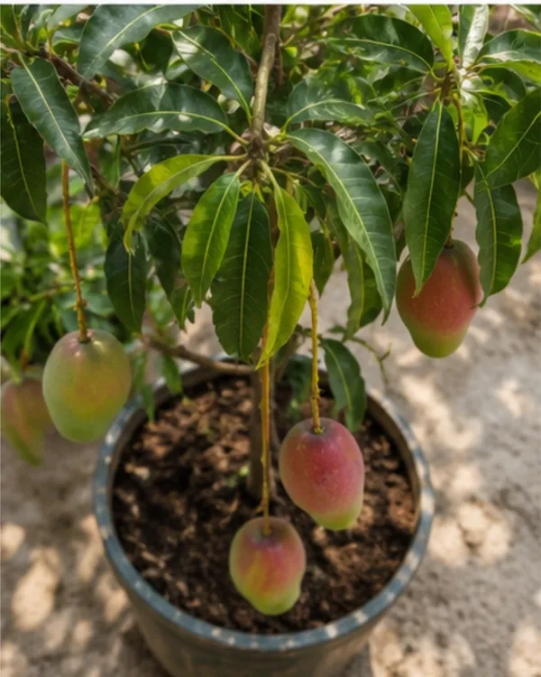 Golapkhas_Mango_Plant_|_Grafted_Gulab_Khas_Aam_Plant_|_Sweet_Aromatic_Mango_Variety_|_Healthy_Live_Plant_Guaranteed