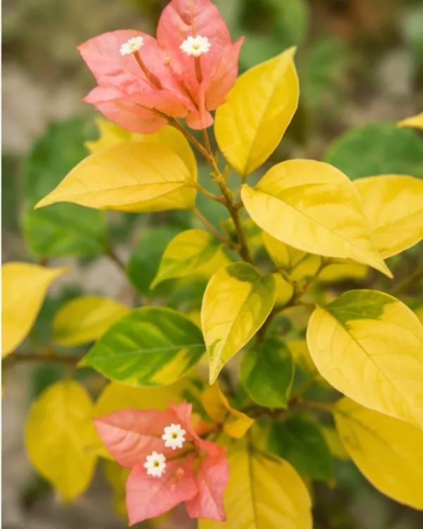 Bougainvillea_Golden_Brezza_Peach_Plant_|_Grafted_Rare_Peach_Bougainvillea_|_Heavy_Year-Round_Flowering_|_Outdoor_Plant_|_Healthy_Live_Plant_Guaranteed