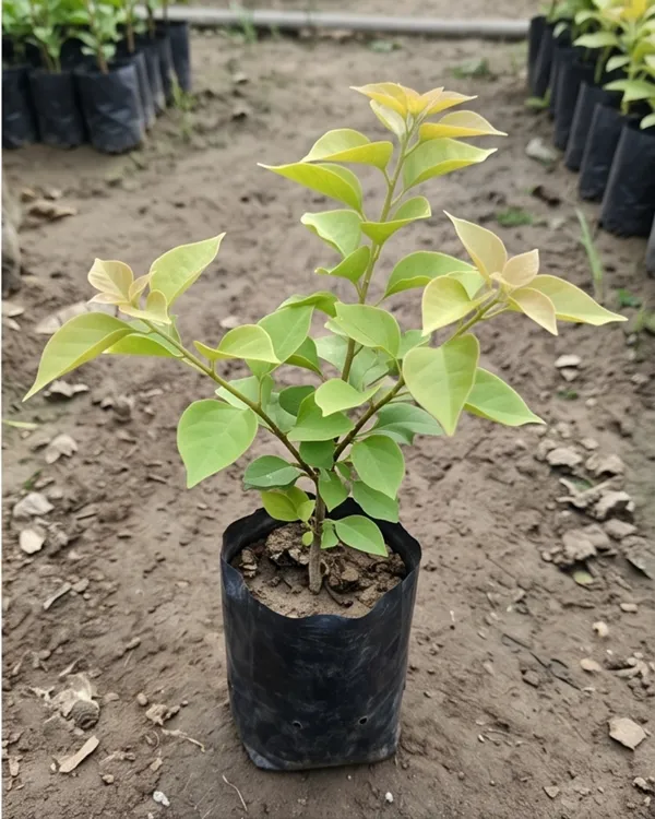 Bougainvillea_Golden_Brezza_Peach_Plant_|_Grafted_Rare_Peach_Bougainvillea_|_Heavy_Year-Round_Flowering_|_Outdoor_Plant_|_Healthy_Live_Plant_Guaranteed