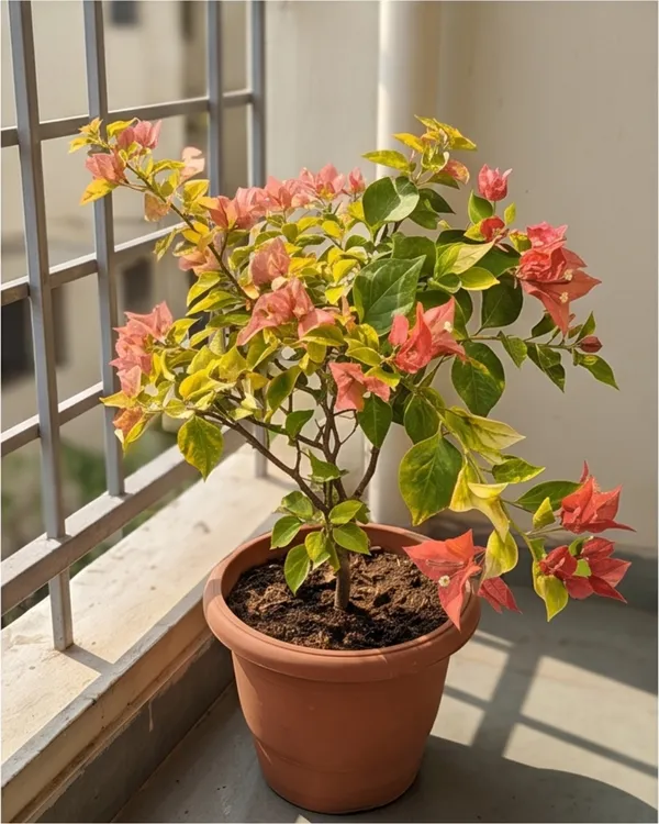 Bougainvillea_Golden_Brezza_Peach_Plant_|_Grafted_Rare_Peach_Bougainvillea_|_Heavy_Year-Round_Flowering_|_Outdoor_Plant_|_Healthy_Live_Plant_Guaranteed