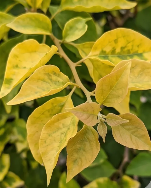 Bougainvillea_Golden_Brezza_Peach_Plant_|_Grafted_Rare_Peach_Bougainvillea_|_Heavy_Year-Round_Flowering_|_Outdoor_Plant_|_Healthy_Live_Plant_Guaranteed