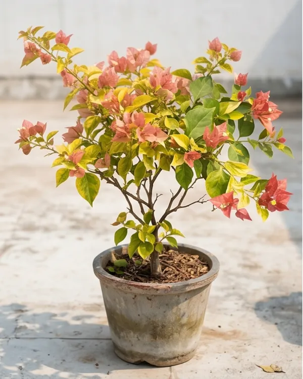 Bougainvillea_Golden_Brezza_Peach_Plant_|_Grafted_Rare_Peach_Bougainvillea_|_Heavy_Year-Round_Flowering_|_Outdoor_Plant_|_Healthy_Live_Plant_Guaranteed