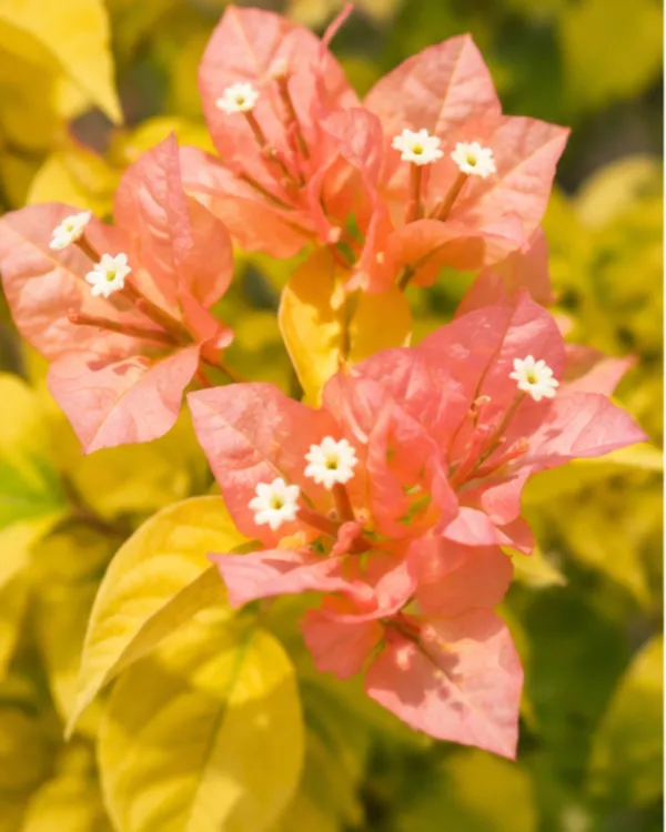 Bougainvillea_Golden_Brezza_Peach_Plant_|_Grafted_Rare_Peach_Bougainvillea_|_Heavy_Year-Round_Flowering_|_Outdoor_Plant_|_Healthy_Live_Plant_Guaranteed