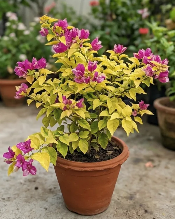 Golden_Butter_Cup_Bougainvillea_Plant_|_Grafted_Exotic_Bright_Bloom_Variety_|_Golden_Yellow_Flowers_|_Heavy_Flowering_|_Healthy_Live_Plant_Guaranteed