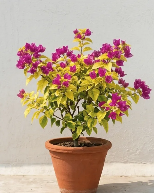 Golden_Butter_Cup_Bougainvillea_Plant_|_Grafted_Exotic_Bright_Bloom_Variety_|_Golden_Yellow_Flowers_|_Heavy_Flowering_|_Healthy_Live_Plant_Guaranteed