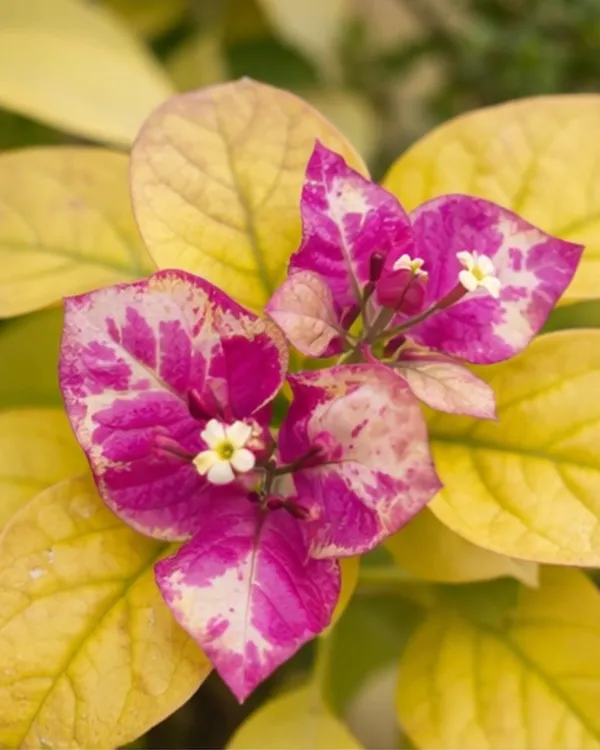 Golden_Butter_Cup_Bougainvillea_Plant_|_Grafted_Exotic_Bright_Bloom_Variety_|_Golden_Yellow_Flowers_|_Heavy_Flowering_|_Healthy_Live_Plant_Guaranteed