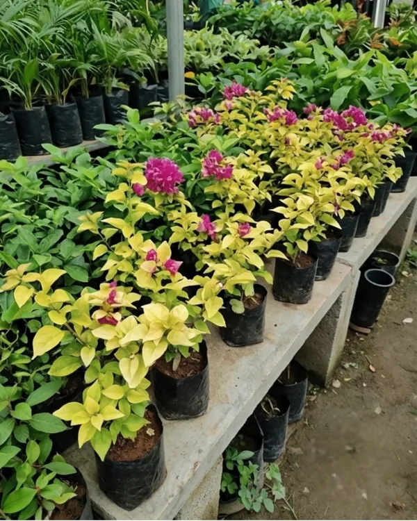 Golden_Butter_Cup_Bougainvillea_Plant_|_Grafted_Exotic_Bright_Bloom_Variety_|_Golden_Yellow_Flowers_|_Heavy_Flowering_|_Healthy_Live_Plant_Guaranteed