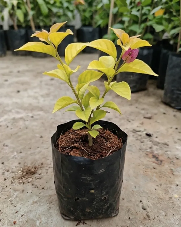 Golden_Butter_Cup_Bougainvillea_Plant_|_Grafted_Exotic_Bright_Bloom_Variety_|_Golden_Yellow_Flowers_|_Heavy_Flowering_|_Healthy_Live_Plant_Guaranteed