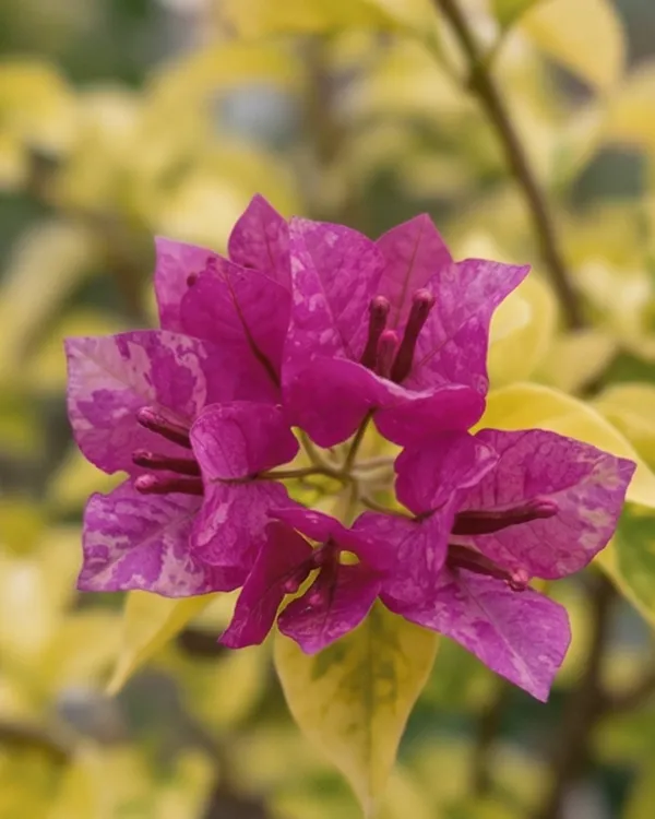 Golden_Butter_Cup_Bougainvillea_Plant_|_Grafted_Exotic_Bright_Bloom_Variety_|_Golden_Yellow_Flowers_|_Heavy_Flowering_|_Healthy_Live_Plant_Guaranteed