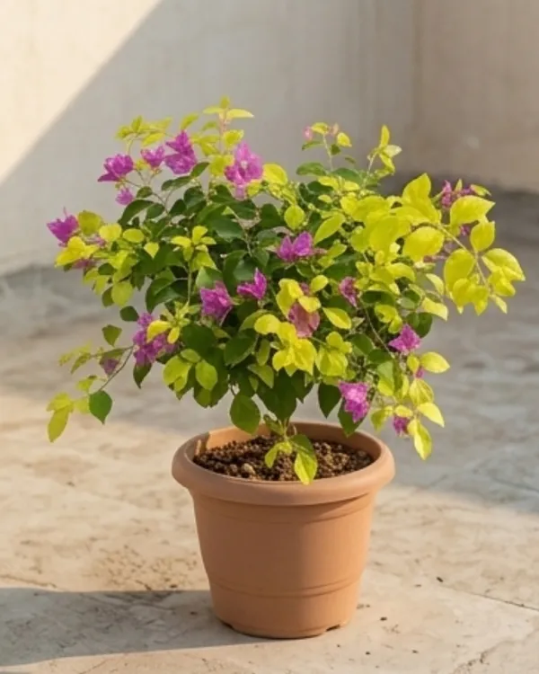 Golden_Fairytale_Bando_Bougainvillea_Plant_|_Grafted_Rare_Premium_Bloom_Variety_|_Yellow_Pink_Flowers_|_Heavy_Flowering_|_Healthy_Live_Plant_Guaranteed
