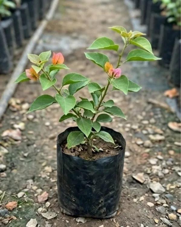 Golden_Fairytale_Bando_Bougainvillea_Plant_|_Grafted_Rare_Premium_Bloom_Variety_|_Yellow_Pink_Flowers_|_Heavy_Flowering_|_Healthy_Live_Plant_Guaranteed