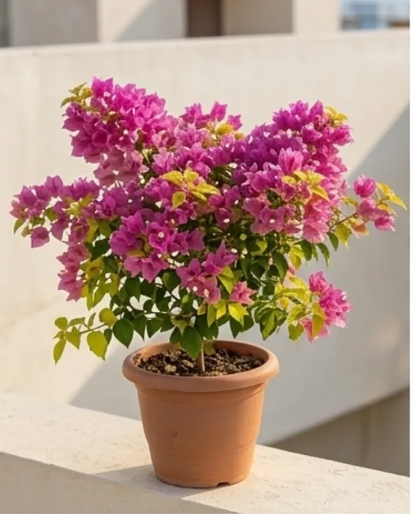 Golden_Fairytale_Bando_Bougainvillea_Plant_|_Grafted_Rare_Premium_Bloom_Variety_|_Yellow_Pink_Flowers_|_Heavy_Flowering_|_Healthy_Live_Plant_Guaranteed