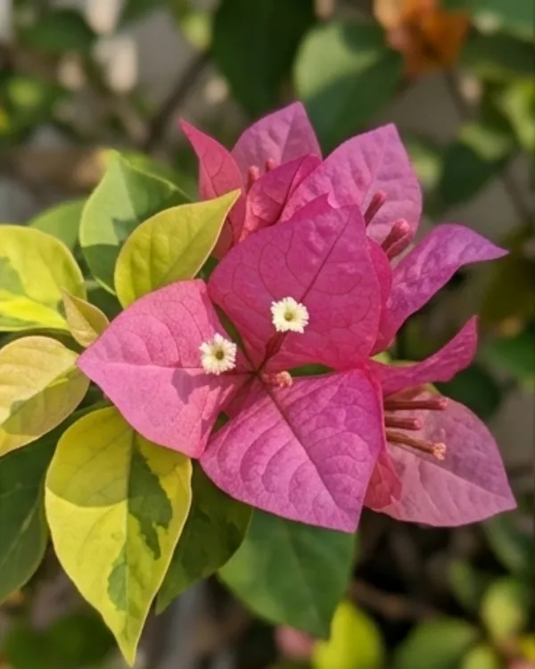 Golden_Fairytale_Bando_Bougainvillea_Plant_|_Grafted_Rare_Premium_Bloom_Variety_|_Yellow_Pink_Flowers_|_Heavy_Flowering_|_Healthy_Live_Plant_Guaranteed