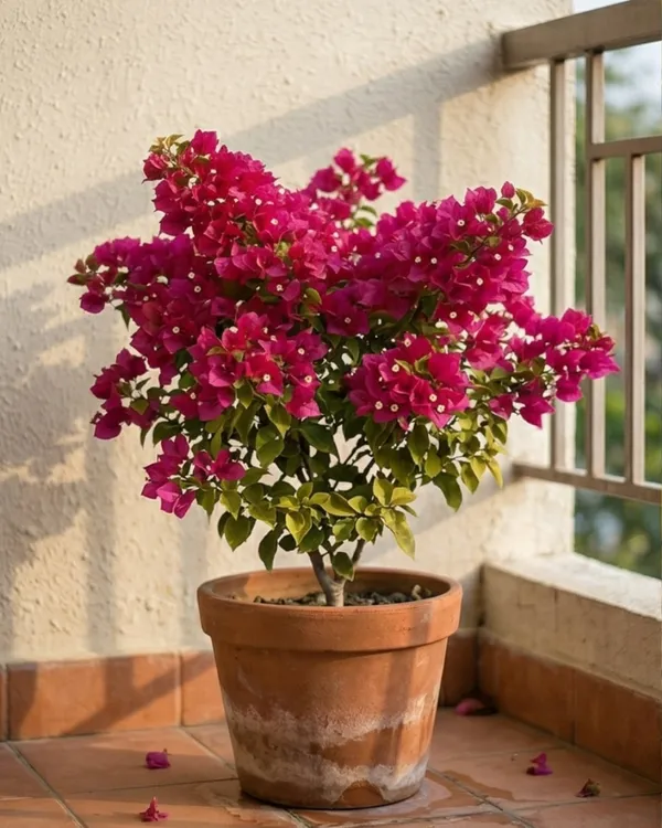 Golden_Hot_Rumandawi_Bougainvillea_Plant_|_Grafted_Rare_Golden_Bloom_Variety_|_Golden_Yellow_Flowers_|_Heavy_Flowering_|_Healthy_Live_Plant_Guaranteed