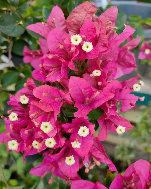 Golden_Hot_Rumandawi_Bougainvillea_Plant_|_Grafted_Rare_Golden_Bloom_Variety_|_Golden_Yellow_Flowers_|_Heavy_Flowering_|_Healthy_Live_Plant_Guaranteed