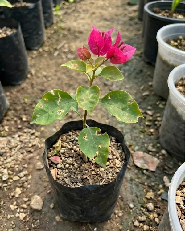 Golden_Hot_Rumandawi_Bougainvillea_Plant_|_Grafted_Rare_Golden_Bloom_Variety_|_Golden_Yellow_Flowers_|_Heavy_Flowering_|_Healthy_Live_Plant_Guaranteed